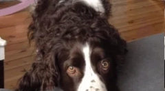 Njemački spaniel